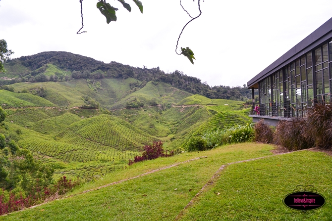 Traveling Malaysia - Cameron Highlands Boh Tea Farm