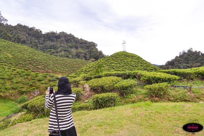 Traveling Malaysia - Cameron Highlands Boh Tea Farm10