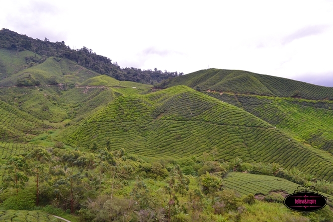 Traveling Malaysia - Cameron Highlands Boh Tea Farm2