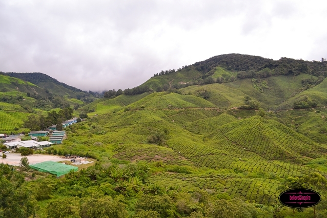 Traveling Malaysia - Cameron Highlands Boh Tea Farm3