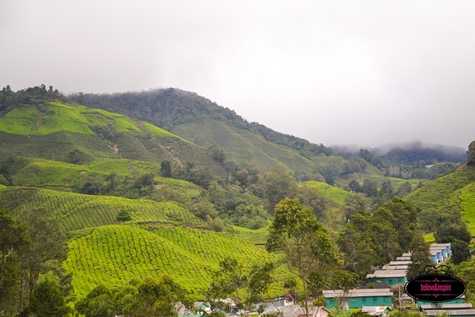 Traveling Malaysia - Cameron Highlands Boh Tea Farm5