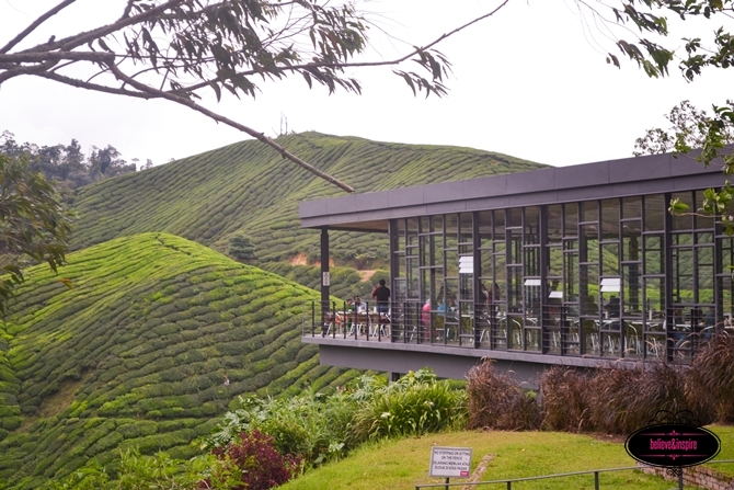 Traveling Malaysia - Cameron Highlands Boh Tea Farm6