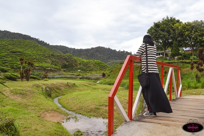 Traveling Malaysia - Cameron Highlands Boh Tea Farm8