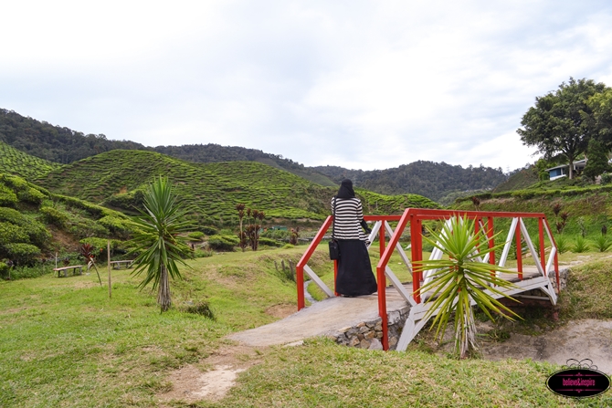 Traveling Malaysia - Cameron Highlands Boh Tea Farm9